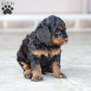 Reese, Cavapoo Puppy